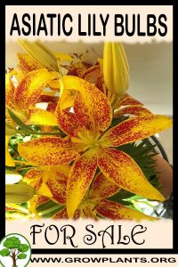 Asiatic lily bulbs for sale
