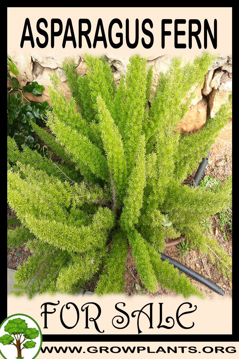 Asparagus fern for sale