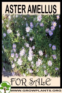 Aster amellus for sale