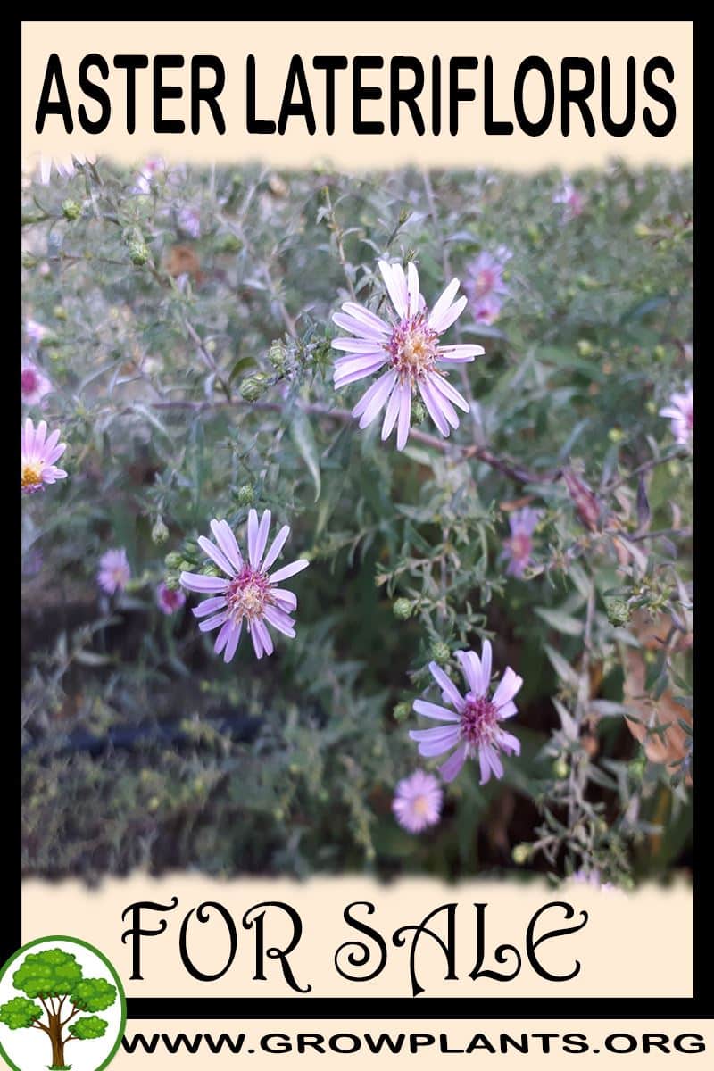 Aster lateriflorus for sale