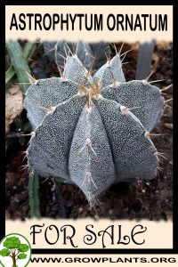 Astrophytum ornatum for sale