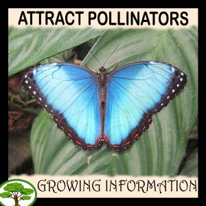 Attract pollinators