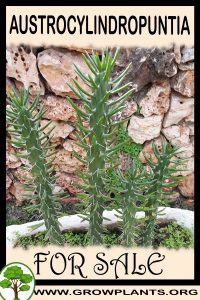 Austrocylindropuntia for sale