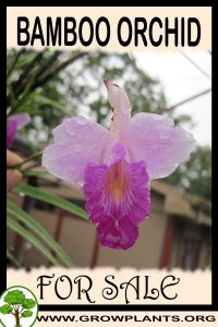 Bamboo orchid for sale
