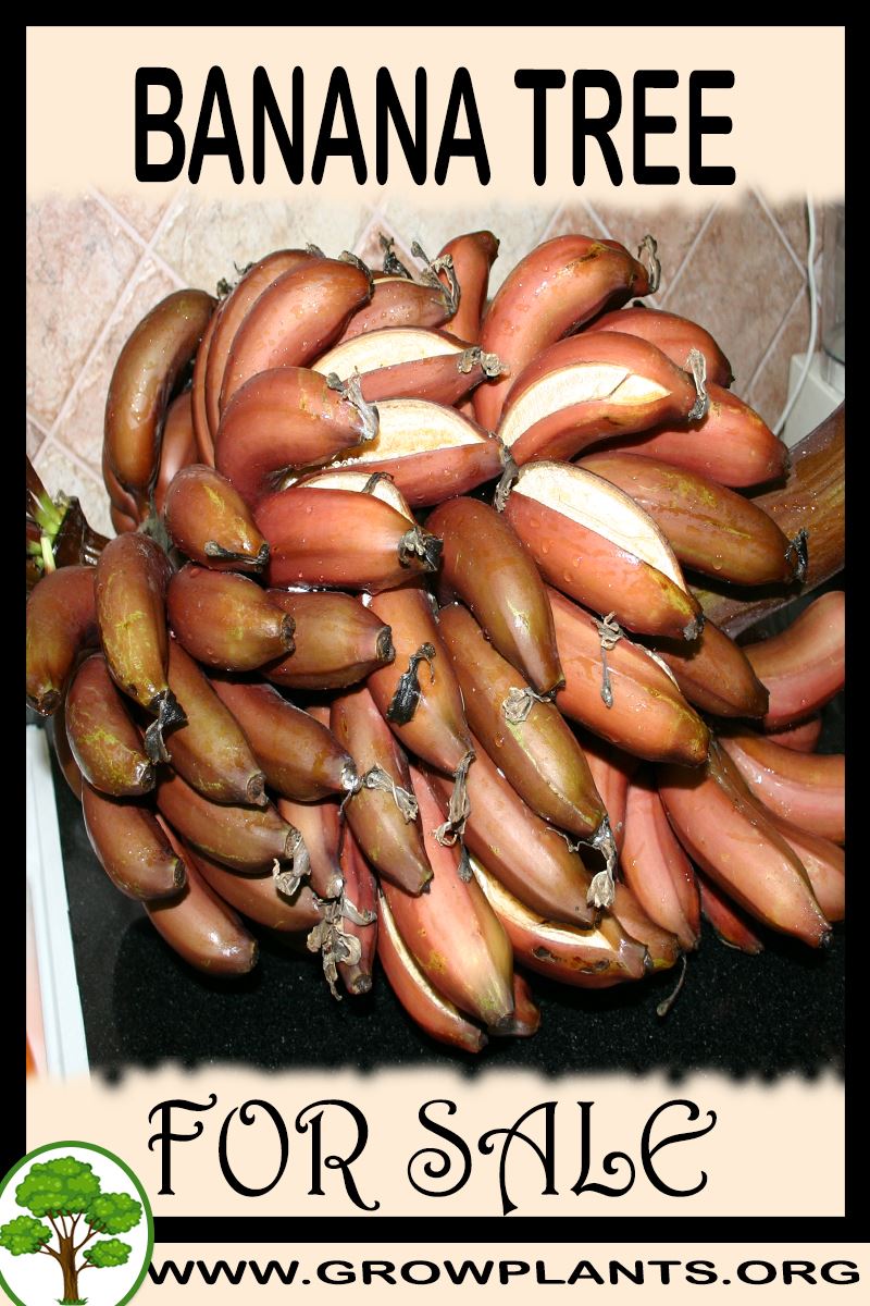 Banana tree for sale