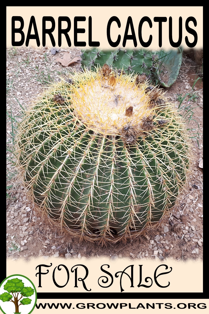 Barrel cactus for sale