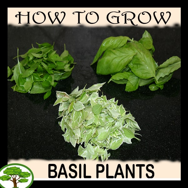 Basil plants - all need to know