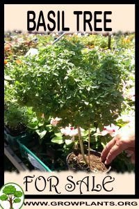 Basil tree for sale
