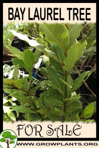Bay laurel tree for sale