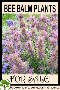 Bee balm plants for sale