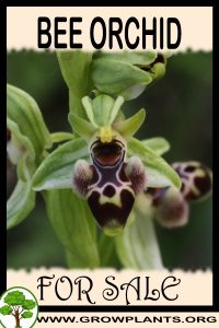 Bee orchid for sale