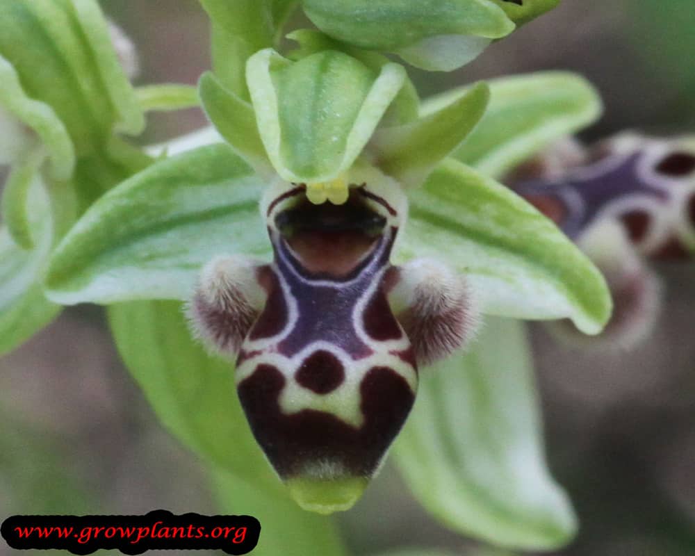 Bee orchid beauty to buy