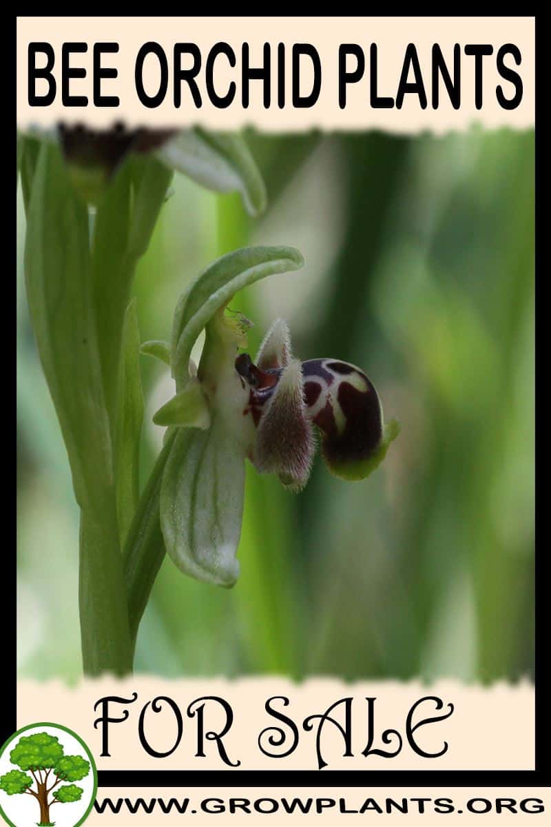 Bee orchid plants for sale