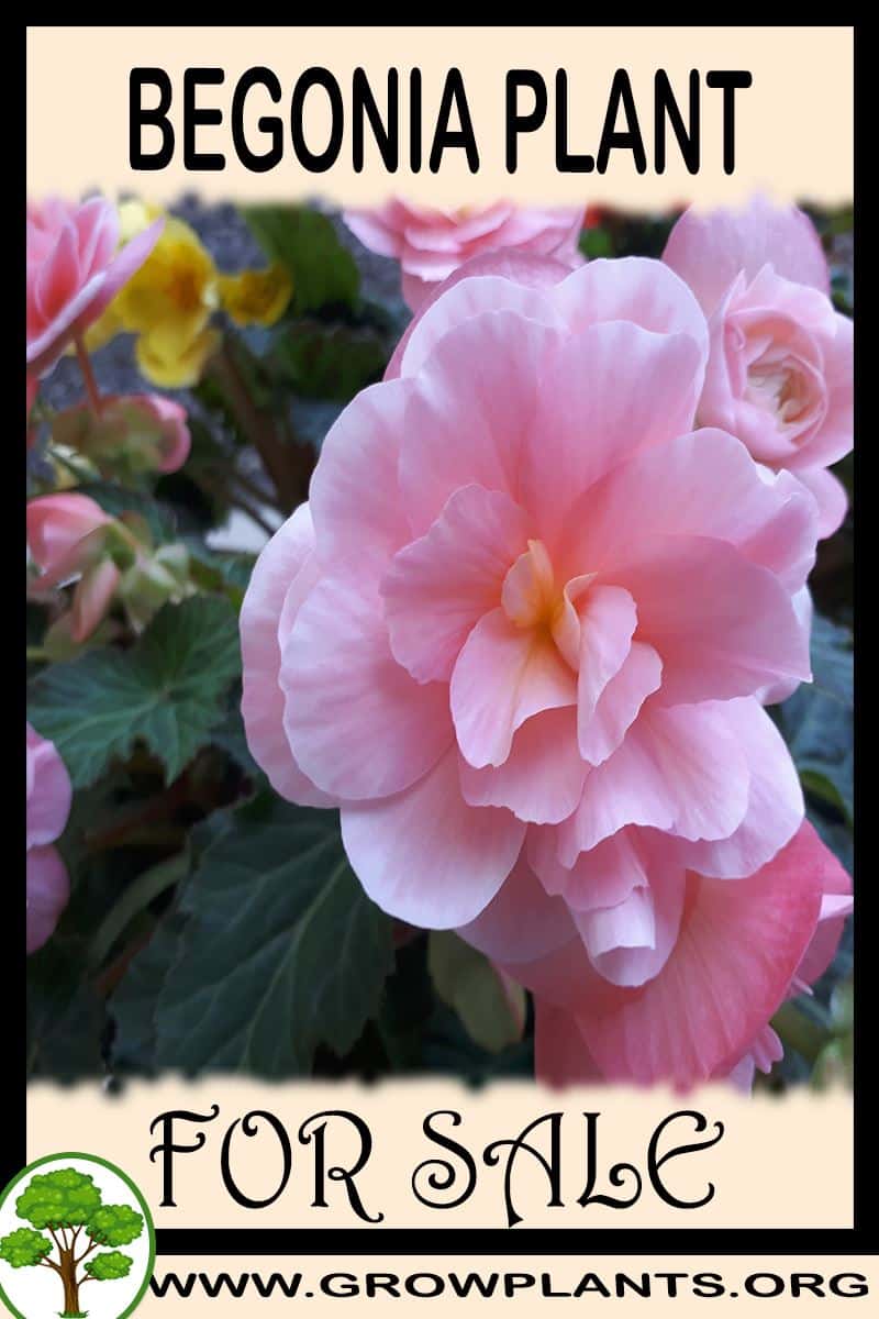 Begonia for sale