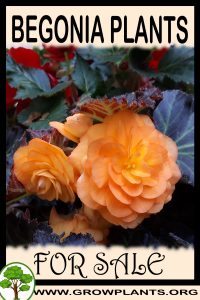 Begonia plants for sale