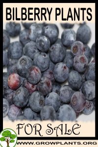 Bilberry plants for sale