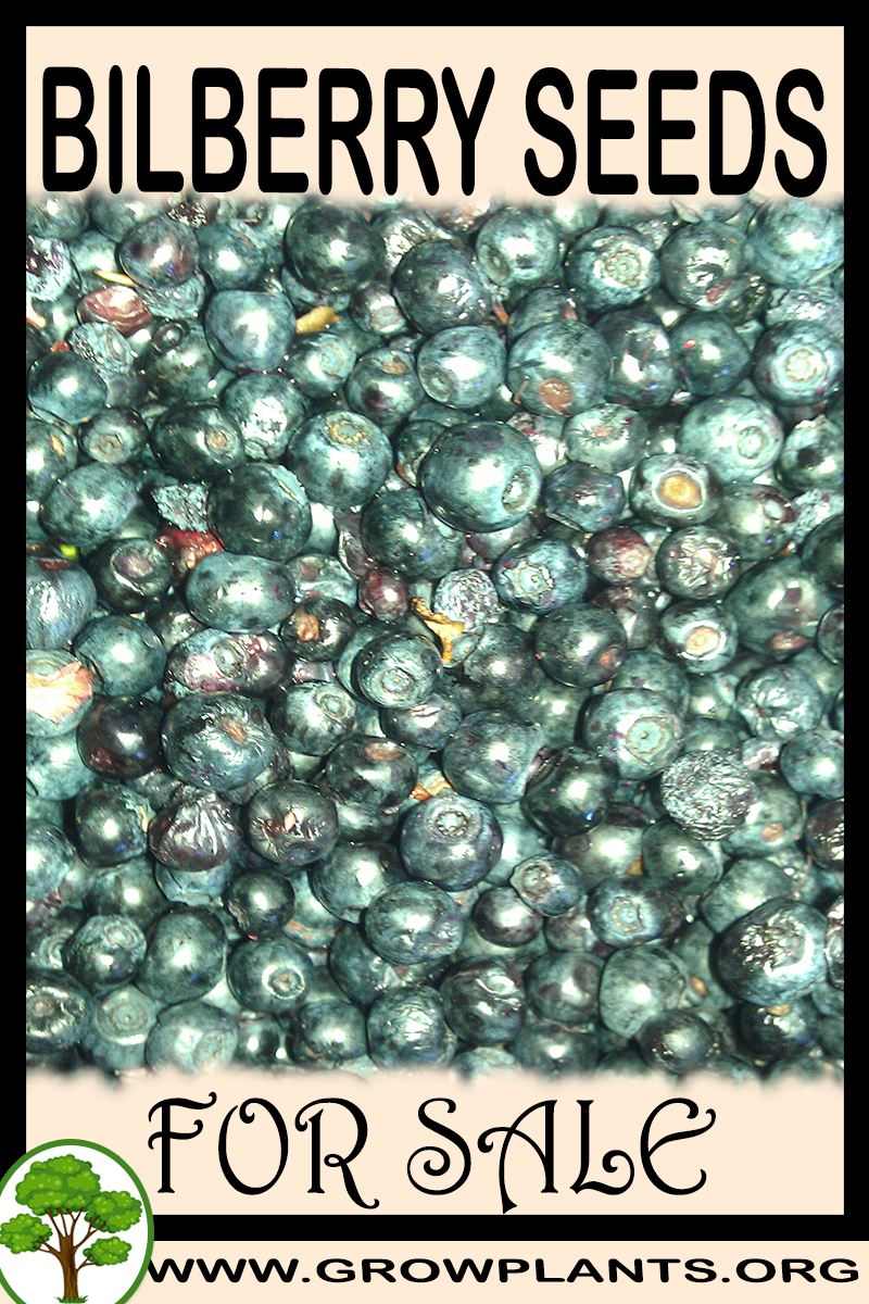 Bilberry seeds for sale