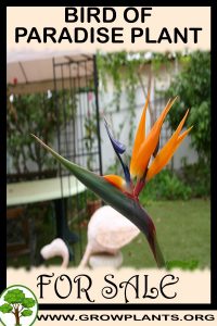 Bird of paradise plant for sale
