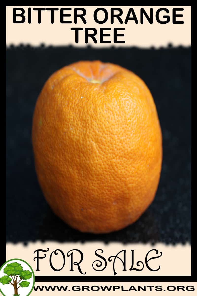 Bitter orange tree for sale