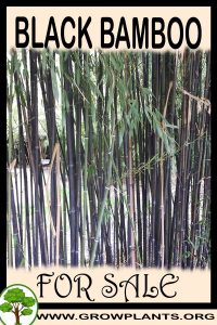 Black bamboo for sale