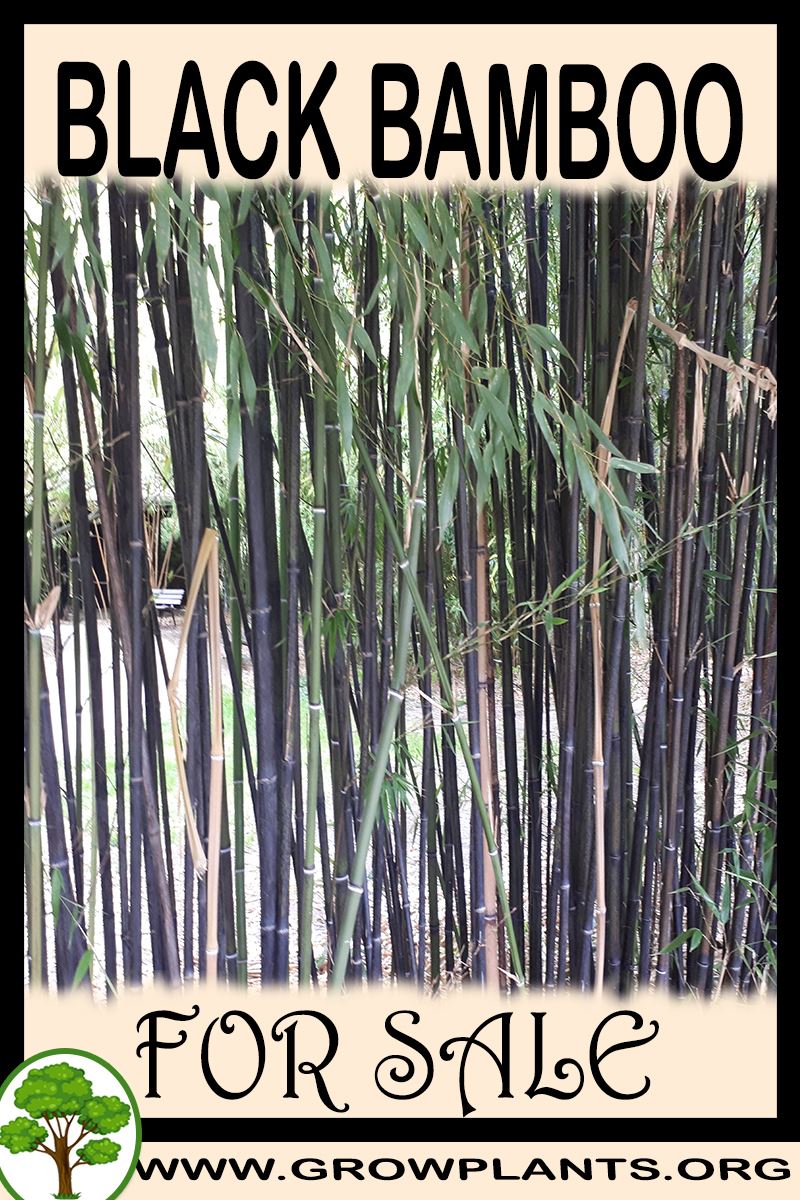 Black bamboo for sale