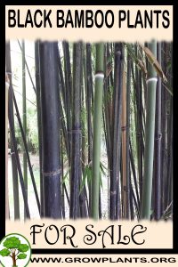 Black bamboo plants for sale