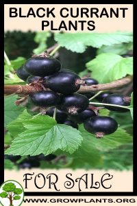 Black currant plants for sale