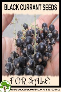Black currant seeds for sale