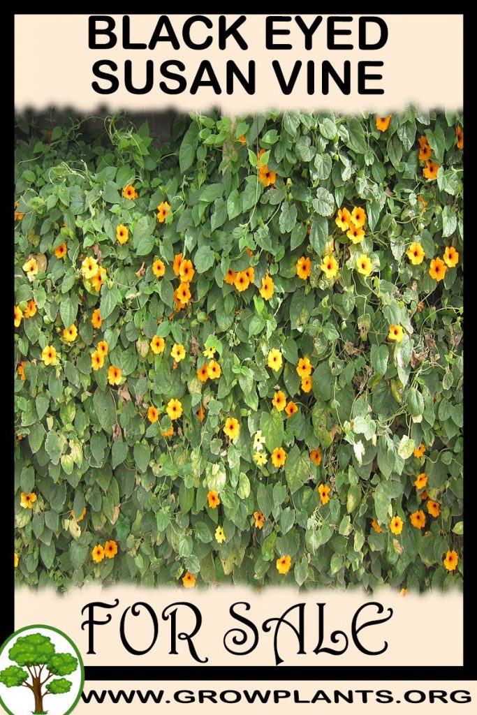 Black eyed susan vine plants for sale