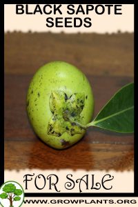 Black sapote seeds for sale