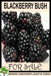 Blackberry bush for sale