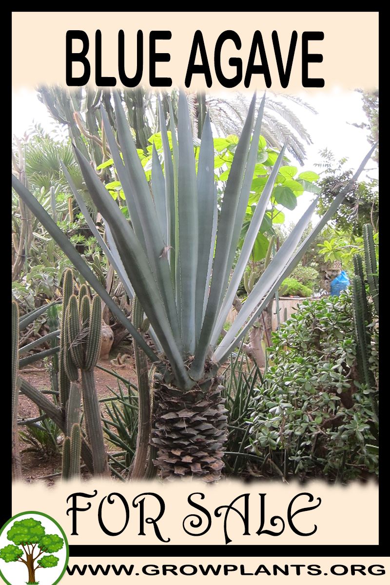 Blue agave for sale