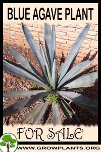 Blue agave plant for sale