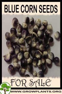 Blue corn seeds for sale