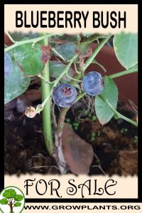 Blueberry bush for sale