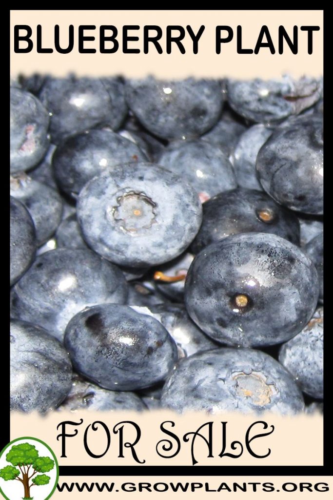 Blueberry plant for sale
