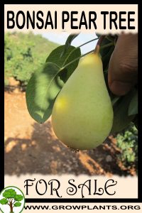 Bonsai Pear tree for sale