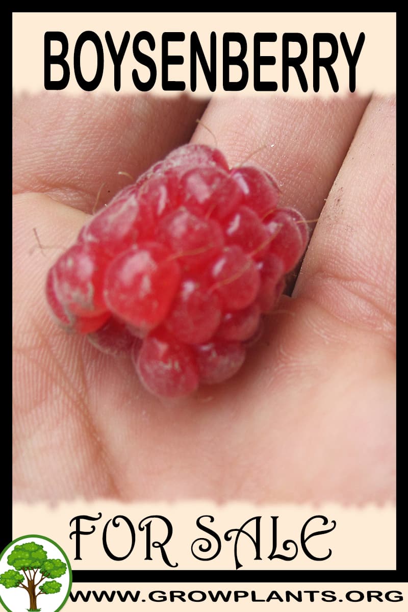 Boysenberry for sale