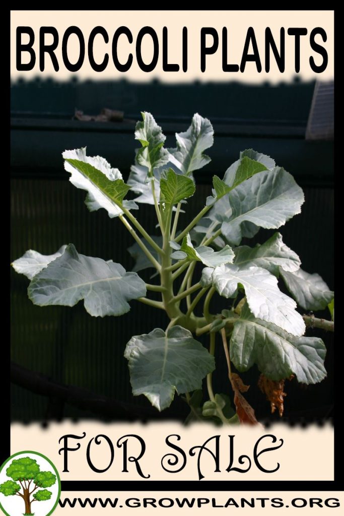Broccoli plants for sale