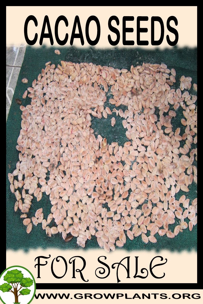 Cacao seeds for sale