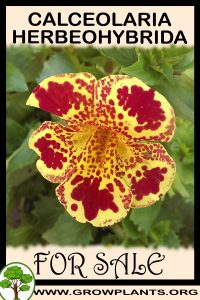 Calceolaria Herbeohybrida for sale