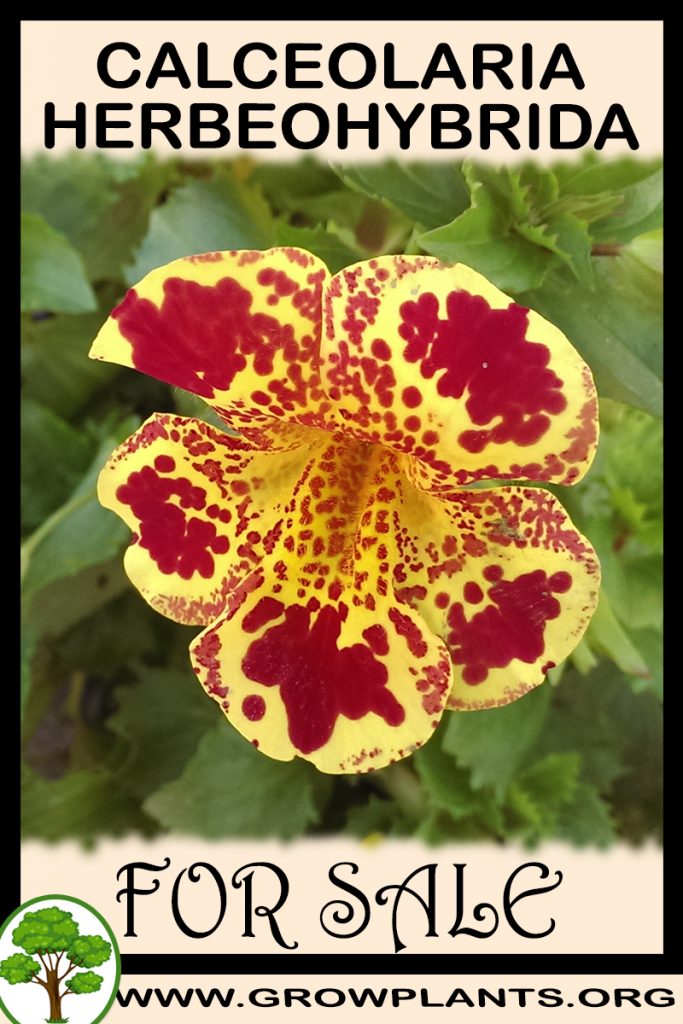 Calceolaria Herbeohybrida for sale
