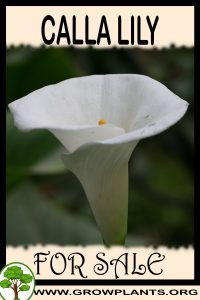 Calla lily for sale