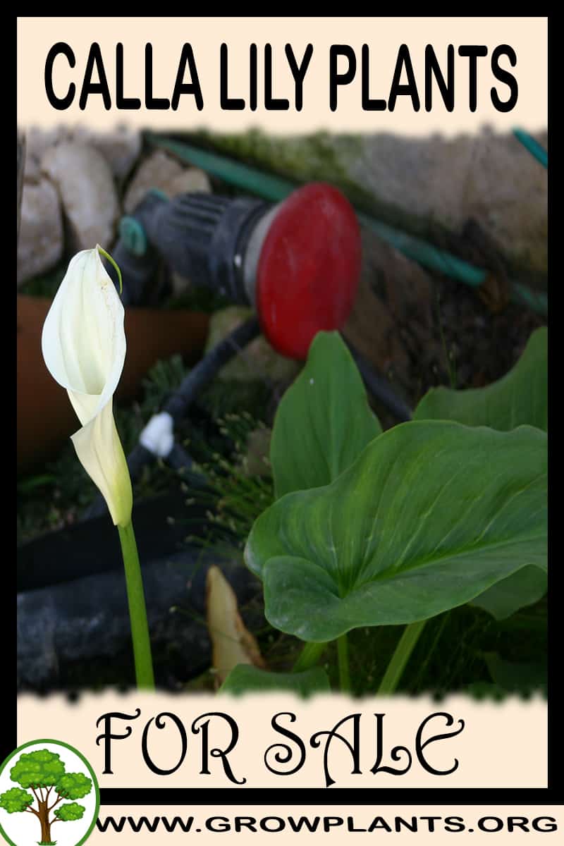 Calla lily plants for sale
