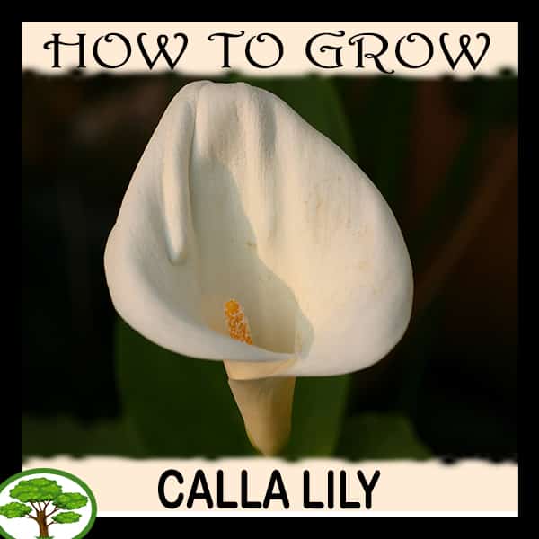 Calla lily - all need to know