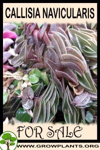 Callisia navicularis for sale
