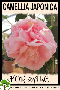 Camellia japonica for sale