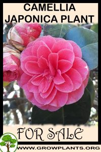 Camellia japonica plants for sale