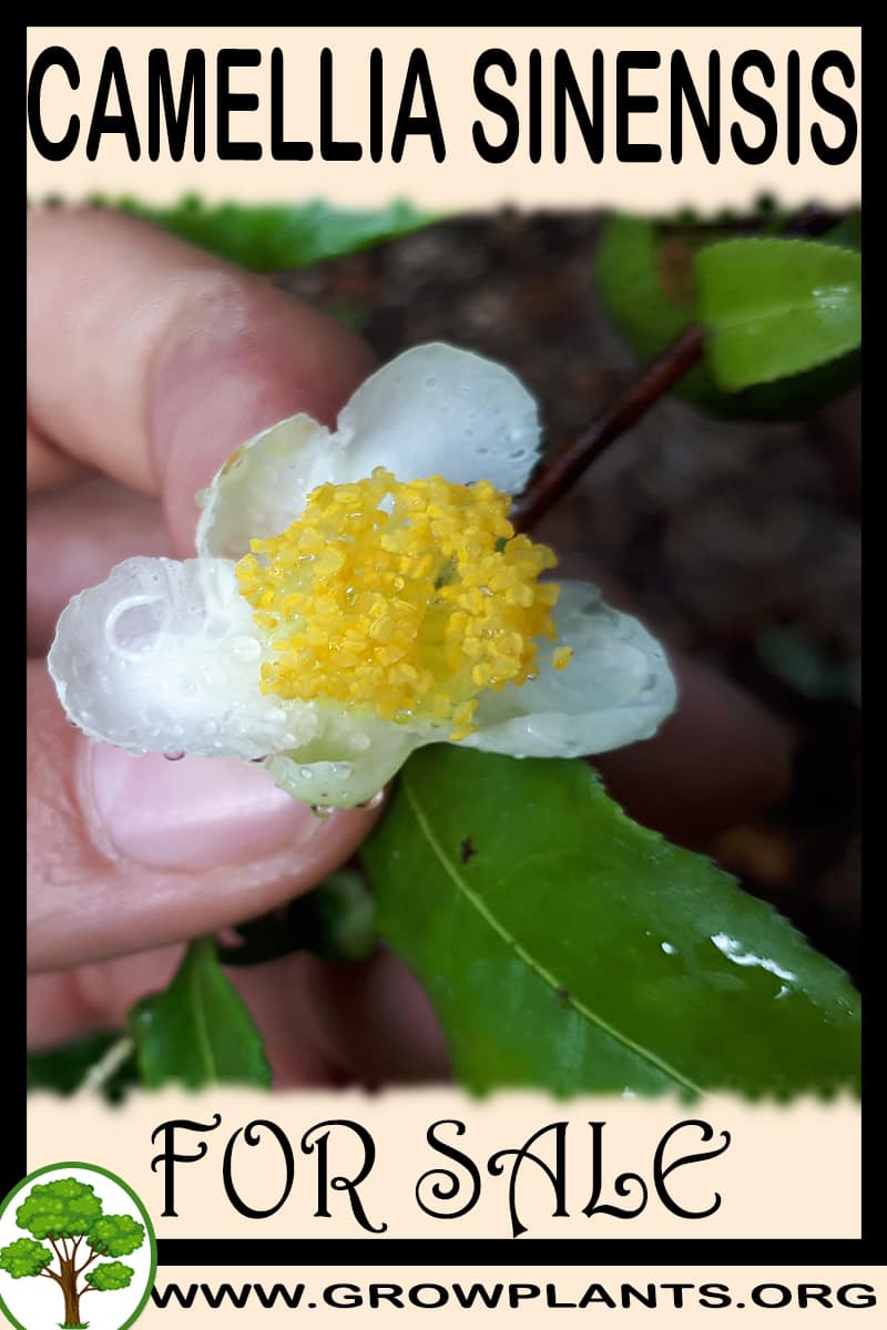 Camellia sinensis for sale