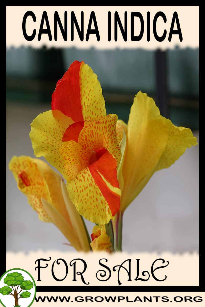 Canna indica for sale